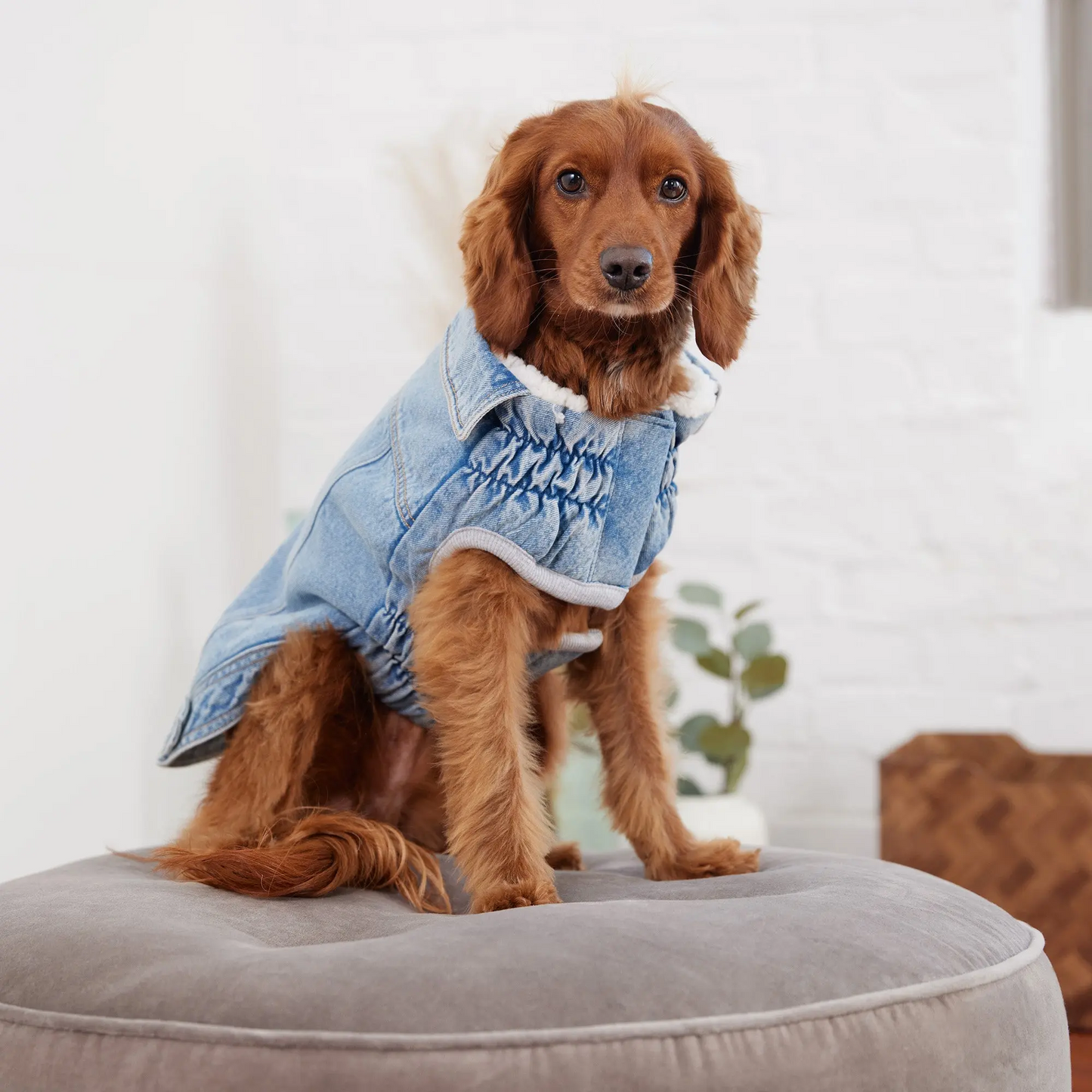 Light Wash Denim Dog Jacket