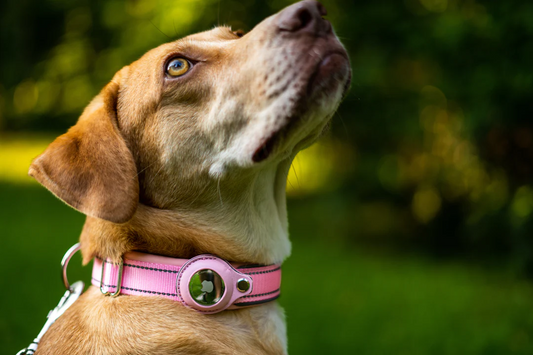 2-In-1 AirTag Anti-Lost Device & Waterproof Dog Collar