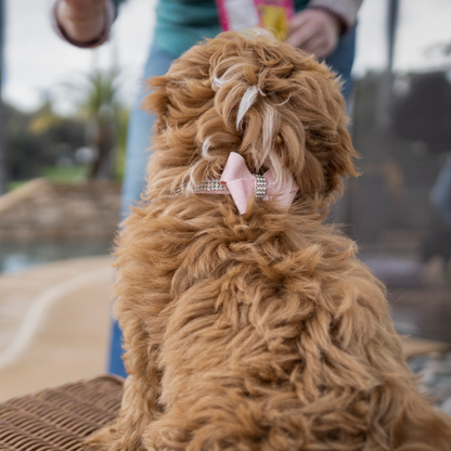 Susan Lanci Designs Puppy Pink Glitzerati Nouveau Bow 3 Row Giltmore Collar
